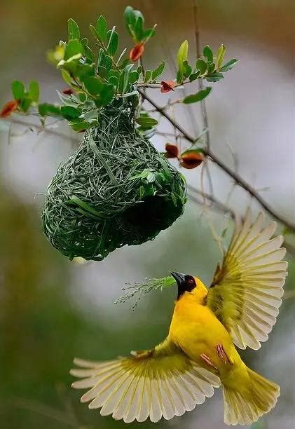 家裡有鳥來築巢|【家裡有鳥築巢】鳥巢報喜！1個跡象代表家宅運勢大。